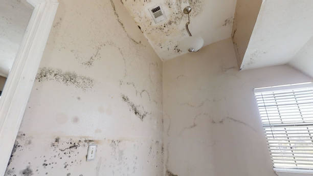 Best Residential Mold Inspection & Testing  in Mount Morris, MI