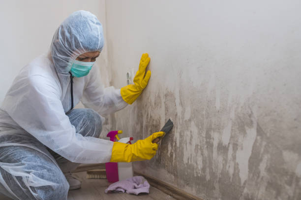 Trusted Mount Morris, MI Mold Inspection, Removal & Remediation Experts