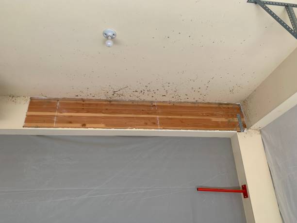 Asbestos and Lead Testing During Mold Inspection in Mount Morris, MI